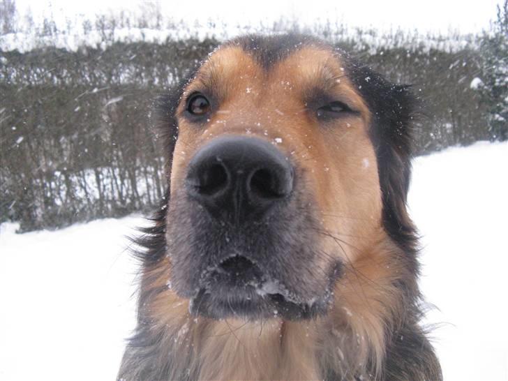 Blanding af racer Kovo - NYT!  puha sne i hovedet :D billede 5