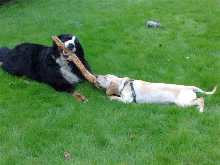 Blanding af racer Liva (Himmelhund)  billede 8