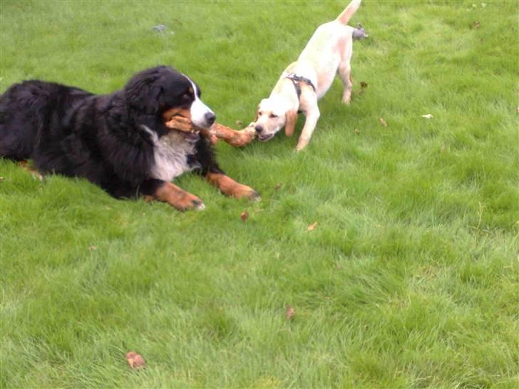 Blanding af racer Liva (Himmelhund)  billede 9