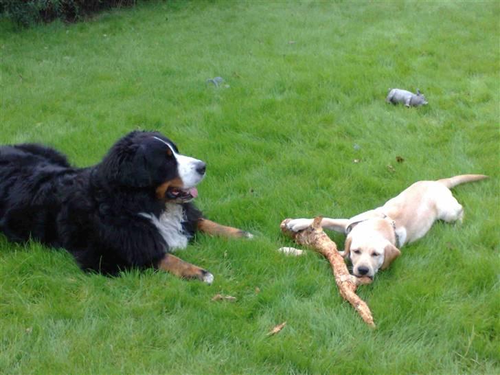 Blanding af racer Liva (Himmelhund)  billede 10