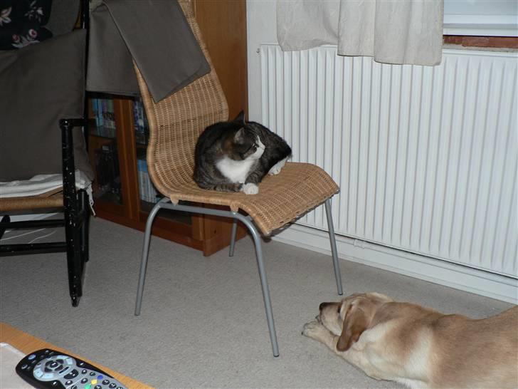 Blanding af racer Liva (Himmelhund)  billede 11