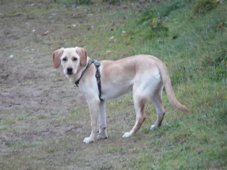 Blanding af racer Liva (Himmelhund)  billede 12