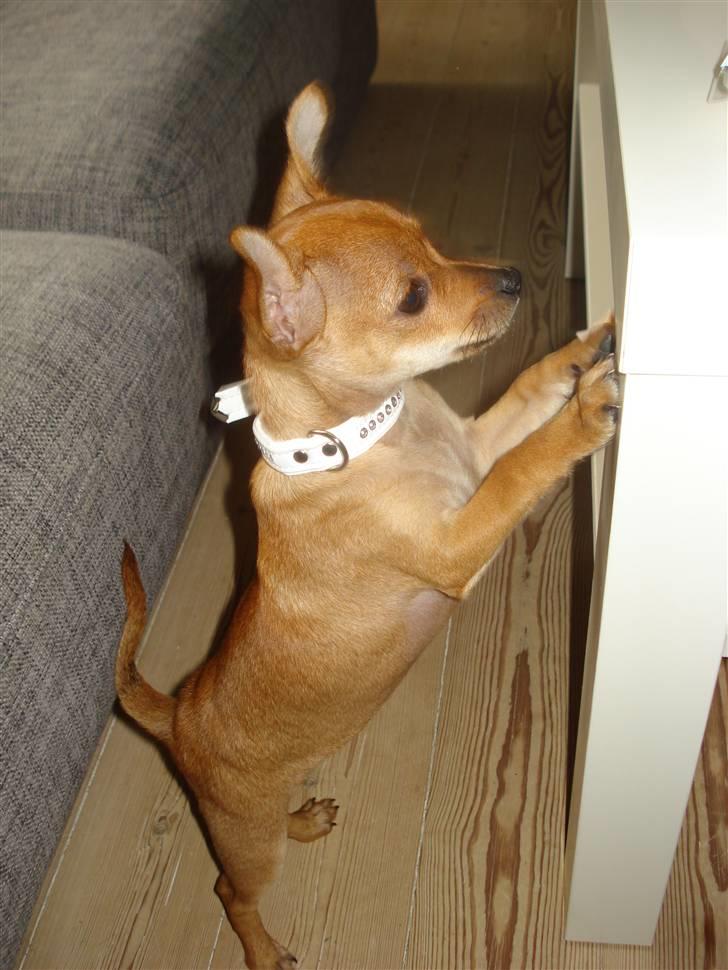 Blanding af racer Balina - så blev man lige 6 mdr... billede 14