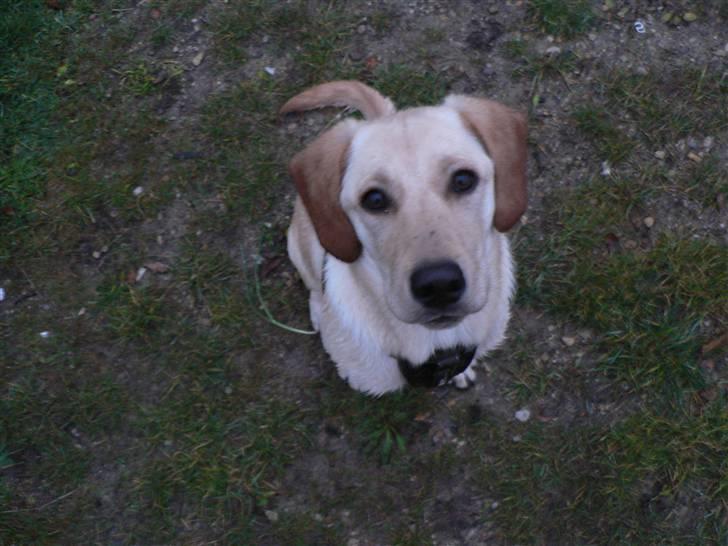 Blanding af racer Liva (Himmelhund)  billede 13