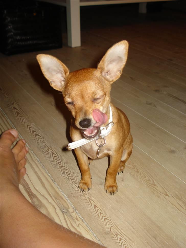 Blanding af racer Balina billede 15