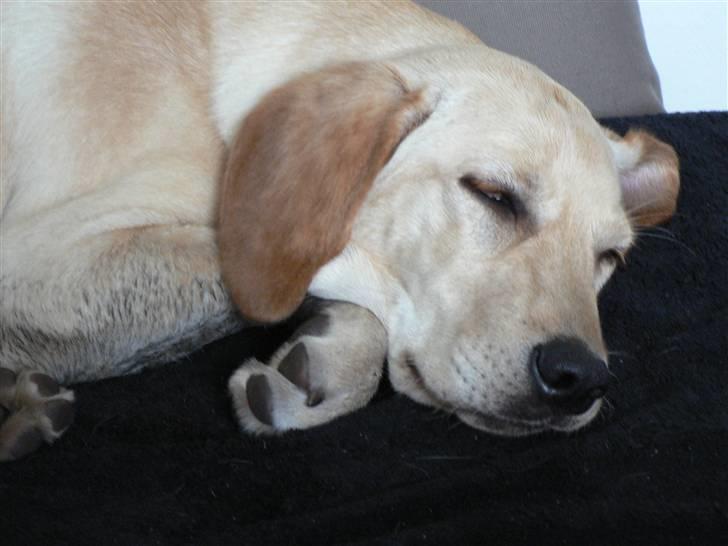 Blanding af racer Liva (Himmelhund)  billede 14