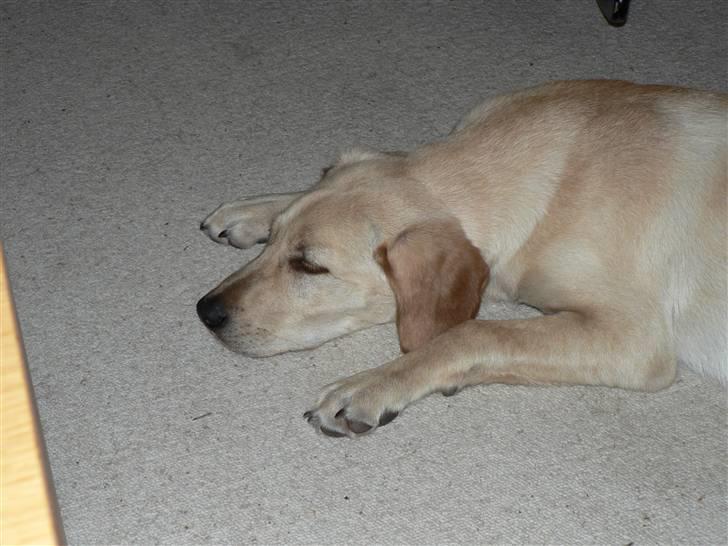 Blanding af racer Liva (Himmelhund)  billede 15