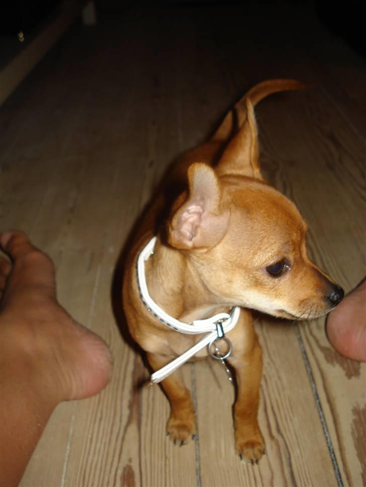 Blanding af racer Balina - jeg eeeelsker tæer... billede 16