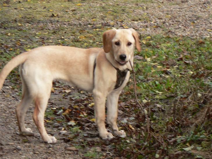 Blanding af racer Liva (Himmelhund)  billede 16