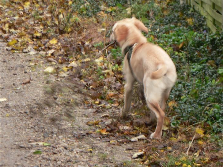 Blanding af racer Liva (Himmelhund)  billede 17