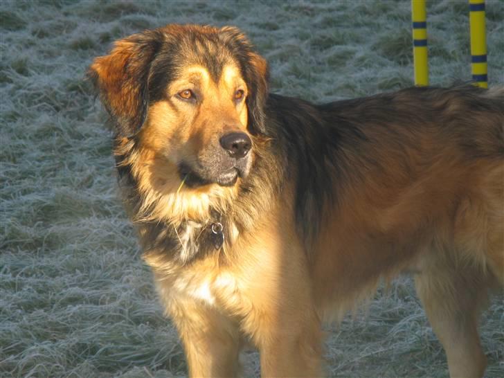 Blanding af racer Kovo - NYT! billede 6