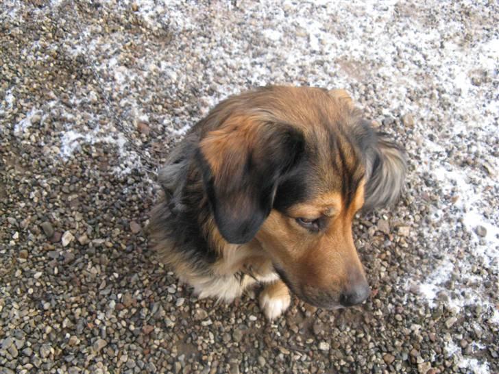 Blanding af racer Kovo - NYT! billede 7