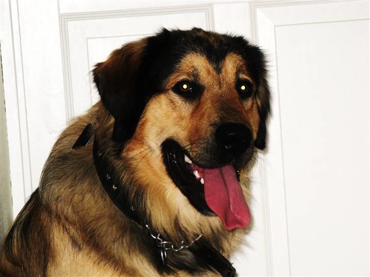 Blanding af racer Kovo billede 8