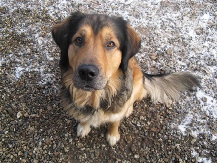 Blanding af racer Kovo - NYT! billede 9