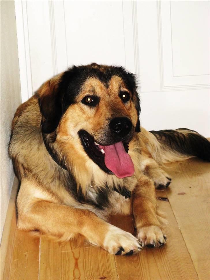 Blanding af racer Kovo - *NYT* billede 10