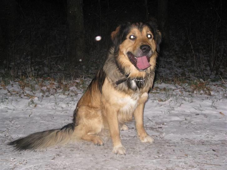 Blanding af racer Kovo - NYT! billede 11