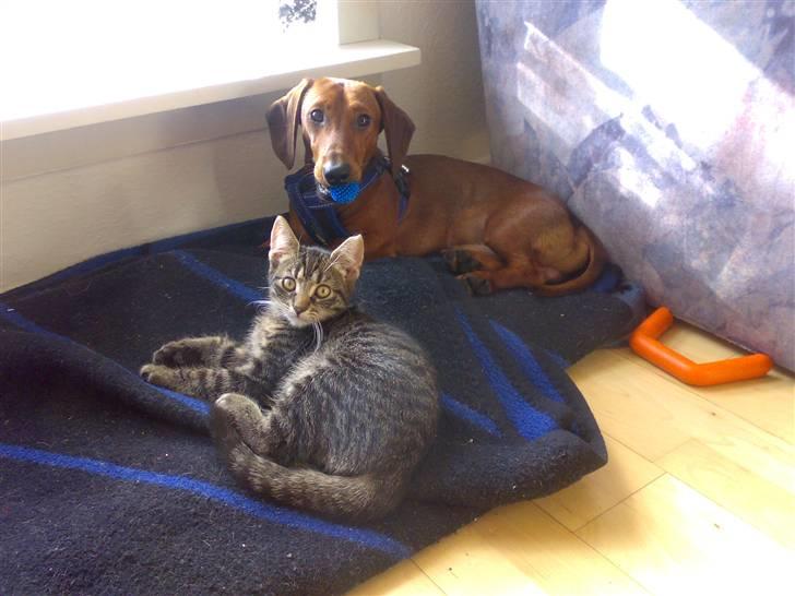 Gravhund Lui - Her hygger jeg hos Moster Ria, sammen med hendes kat Tiger billede 7