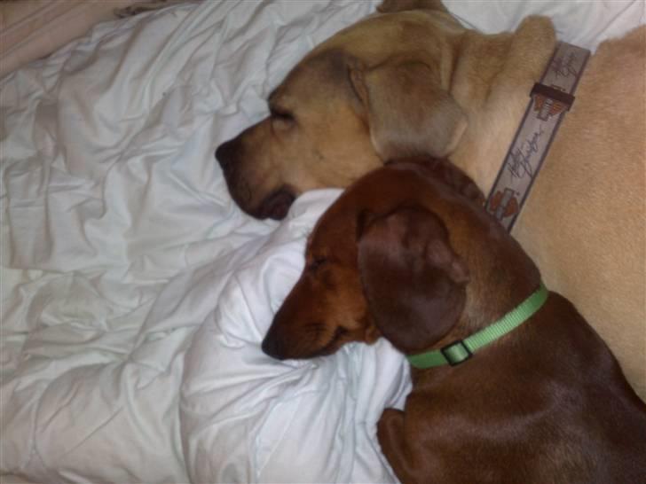 Gravhund Lui - Her ligger Gucci og jeg og hygger i sengen, uhhhh det er bare skøøøøøønt billede 8