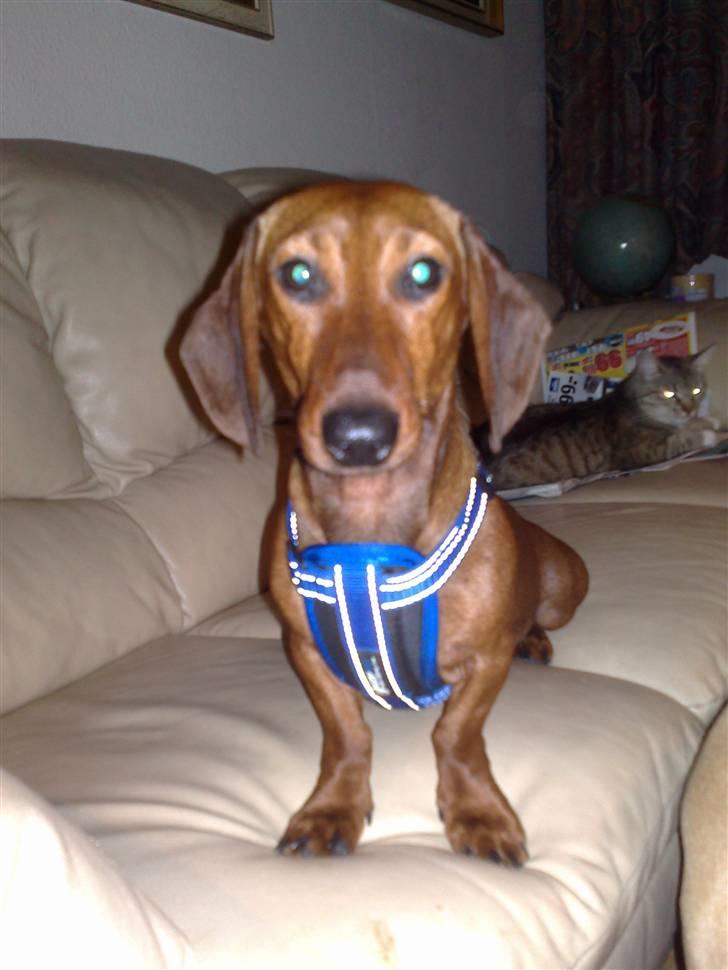 Gravhund Lui - Har fået nye sele, er jeg ikke bare flot!!!! Har dog siden spist den, da jeg ikke selv kunne li´den. billede 9