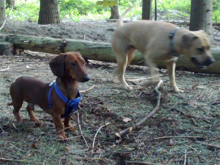 Gravhund Lui - En tur i hundeskoven sammen med min "søster" Gucci billede 10