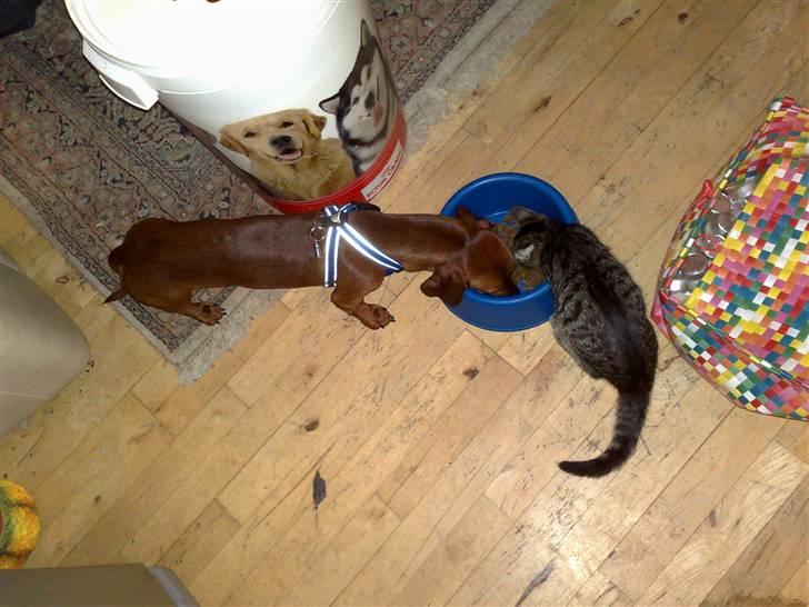 Gravhund Lui - Her deler jeg mad sammen med min "lillebror" Tyson, han spiser altid min mad :-( billede 11