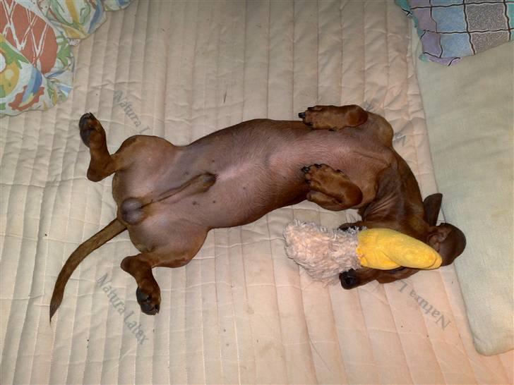 Gravhund Lui - Her ligger jeg og flader ud i mors seng, med et dejligt stykke legetøj som jeg har hugget fra Gucci, smiler frækt billede 12