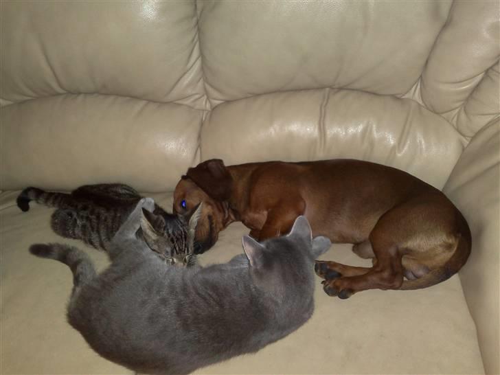 Gravhund Lui - Her hygger jeg sammen med  Mille og hendes killing Tyson billede 13