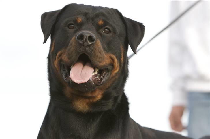Rottweiler Vom Dornenhof Limbo billede 1