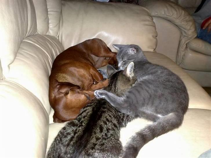 Gravhund Lui - Og her hygger vi stadig og Tyson får en lille tår hos  Mille billede 14