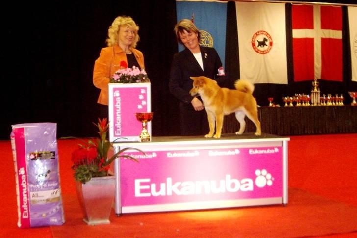 Shiba Niiki - Niiki blev BIS-hvalp i Herning billede 14