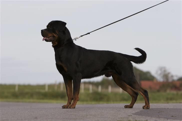 Rottweiler Vom Dornenhof Limbo billede 2