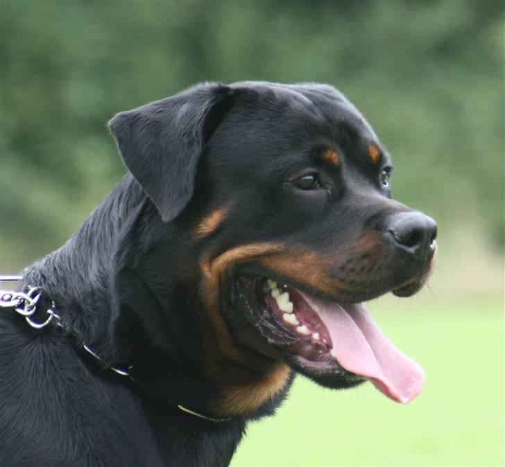 Rottweiler Vom Dornenhof Limbo billede 3