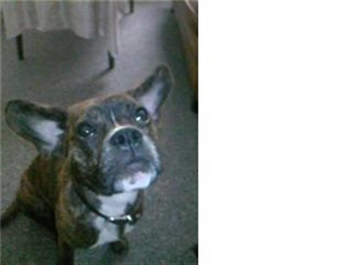 Blanding af racer Chico - Jeg kan høre havet når jeg kigger op!? billede 1