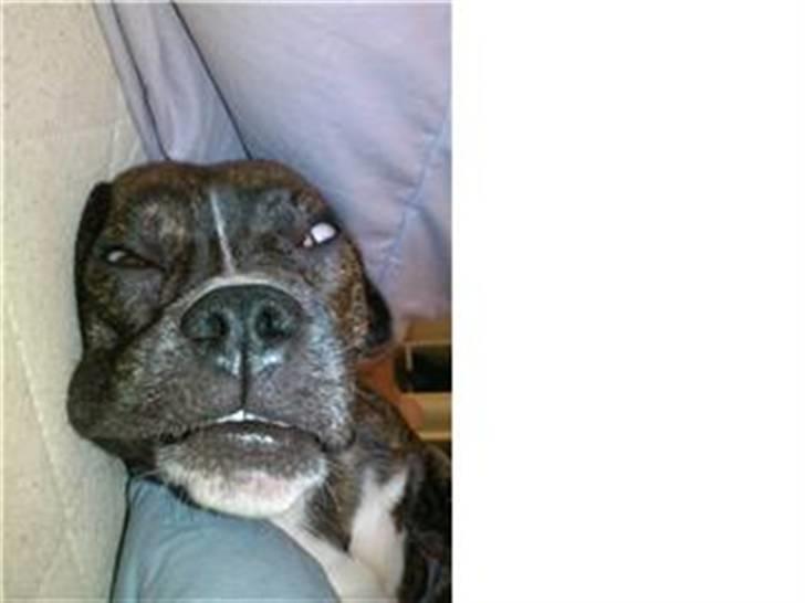 Blanding af racer Chico - ZzzZz billede 2