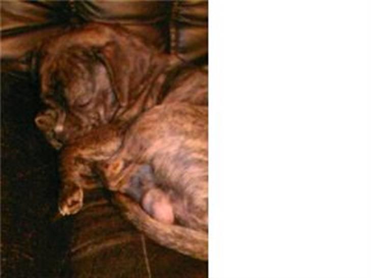 Blanding af racer Chico - Putte trolden billede 3