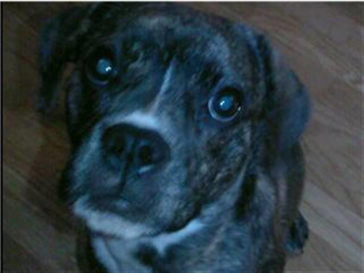 Blanding af racer Chico - Se hvor sød jg ka se ud.. billede 5