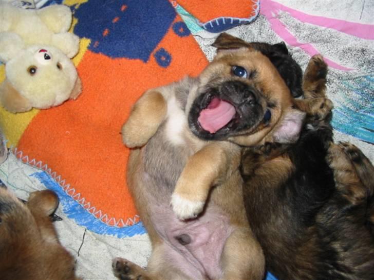 Blanding af racer (mops/pekingeser) Bob billede 1