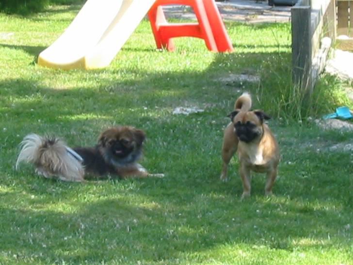 Blanding af racer (mops/pekingeser) Bob - Mor Tikki og Far Pelle billede 2