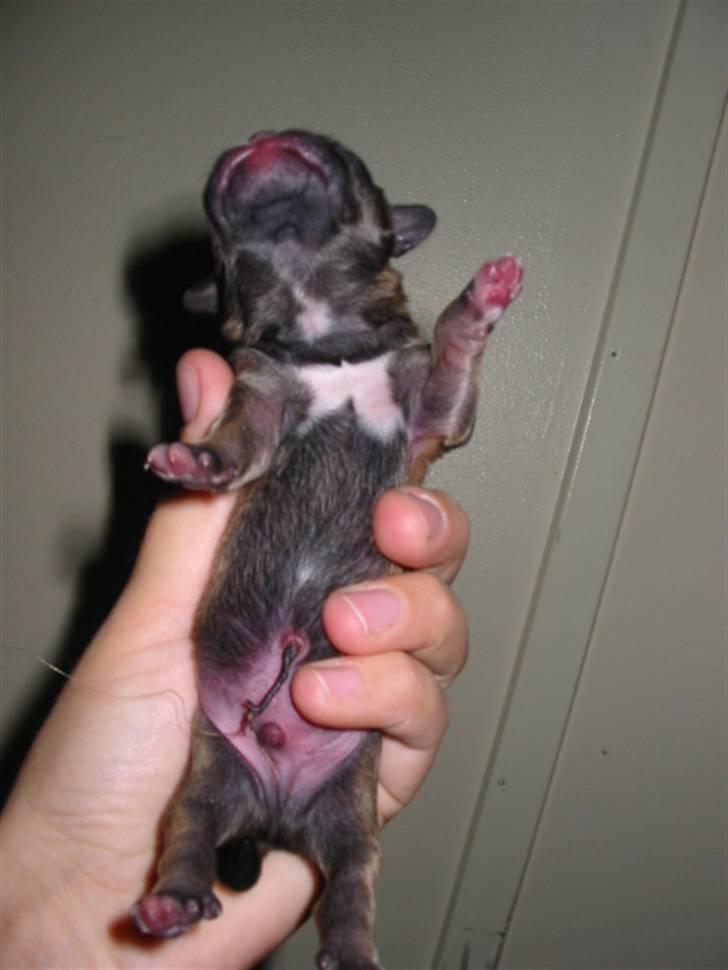 Blanding af racer (mops/pekingeser) Bob - 2 dage billede 3