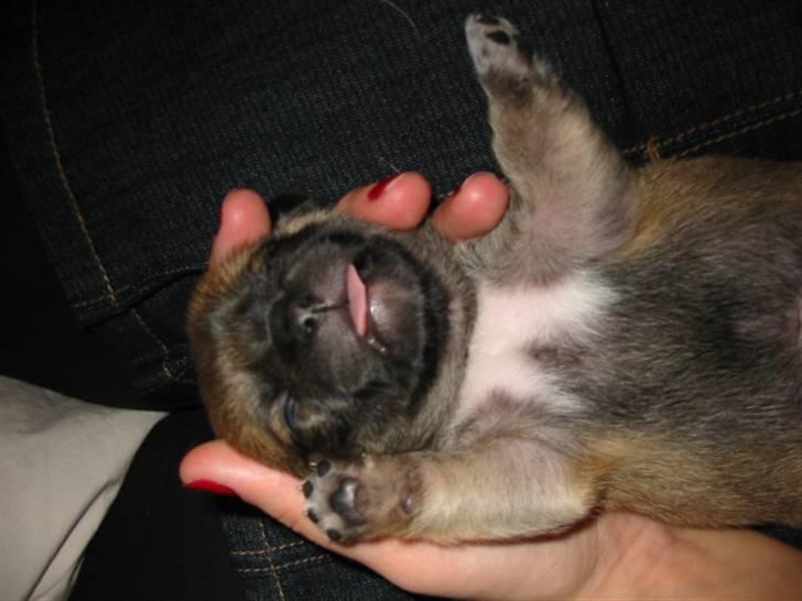 Blanding af racer (mops/pekingeser) Bob - 1 uge billede 4
