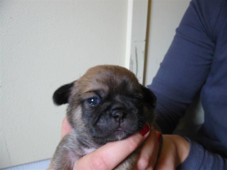 Blanding af racer (mops/pekingeser) Bob - Så kan man se verden ;-) billede 5