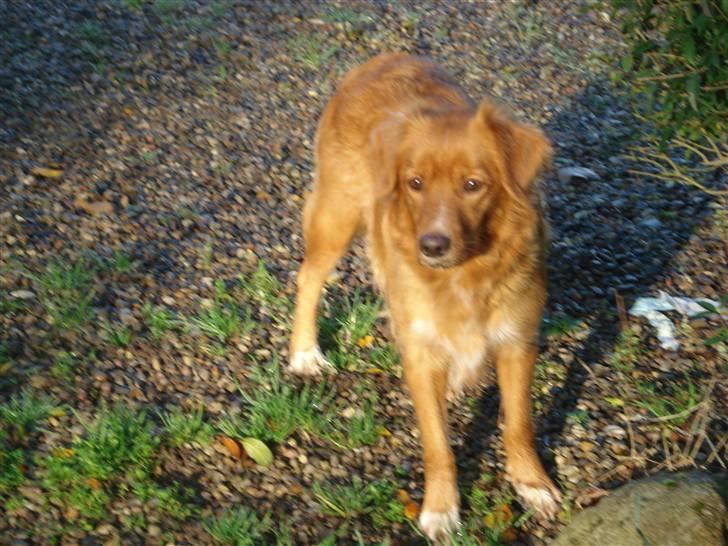 Nova scotia duck tolling retriever Happy billede 1
