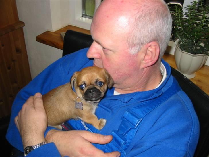 Blanding af racer (mops/pekingeser) Bob - Bob prøver sit halsbånd for første gang billede 7