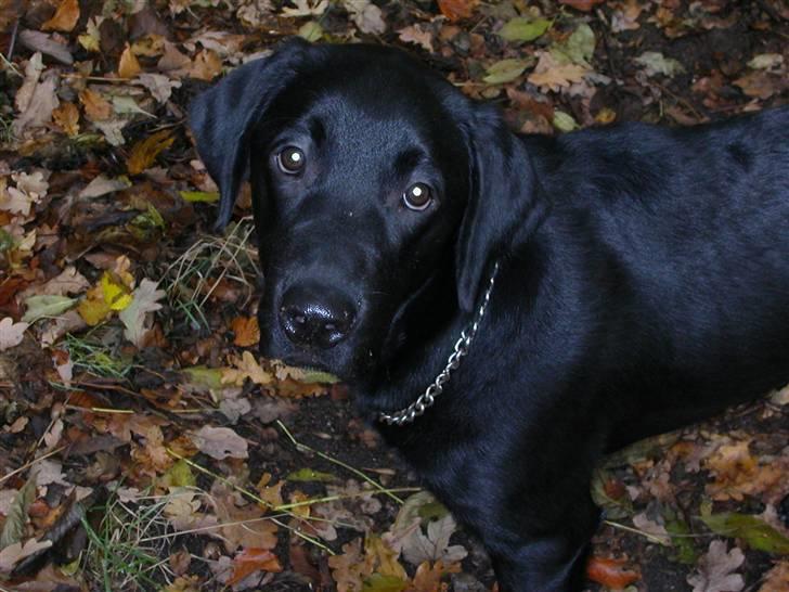 Blanding af racer Balder *RIP* billede 1