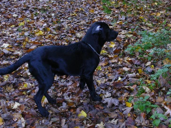 Blanding af racer Balder *RIP* billede 2