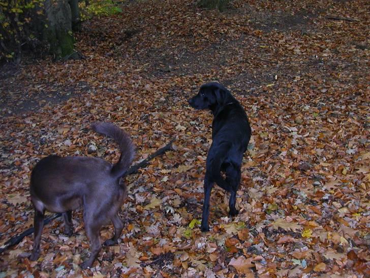 Blanding af racer Balder *RIP* billede 3