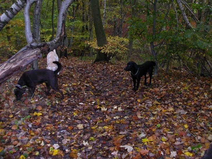 Blanding af racer Balder *RIP* billede 4