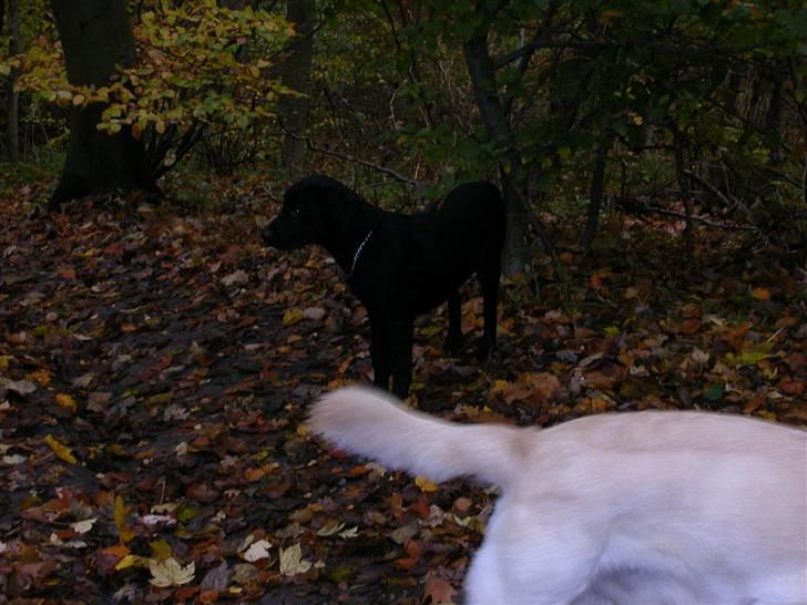 Blanding af racer Balder *RIP* billede 5