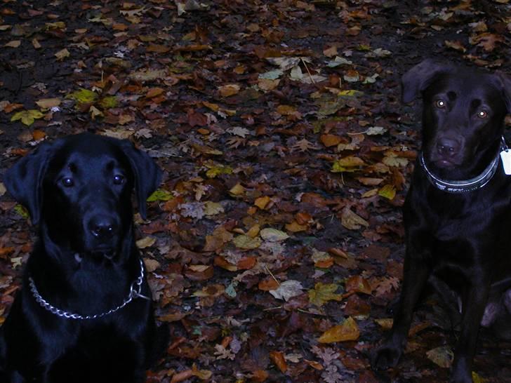 Blanding af racer Balder *RIP* billede 6