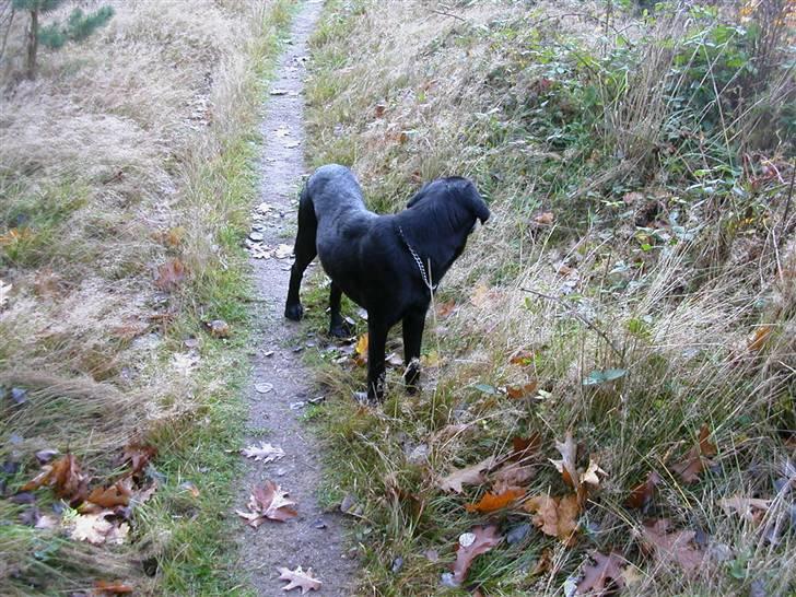 Blanding af racer Balder *RIP* billede 7